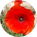 Anna Capdevila Luna profile picture